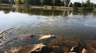 Γαλλία: Οκτώ Τόνοι Ψαριών Πέθαναν από Ασφυξία σε Λίμνη