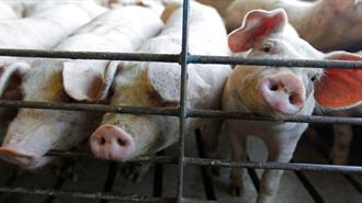 Διαρροή: Η Ζωική Παραγωγή Αντιμέτωπη με τους Στόχους της ΕΕ για τις Εκπομπές