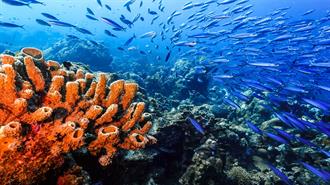 ΕΕ: Παγκόσμια Συμφωνία για την Προστασία και τη Βιώσιμη Χρήση των Πόρων και της Βιοποικιλότητας των Ωκεανών