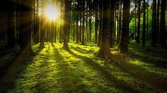 Δάση και Χώροι Πρασίνου Μειώνουν τους Κινδύνους για την Υγεία