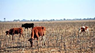 Η Ξηρασία Ρεκόρ στο Κέρας της Αφρικής Οφείλεται στην Κλιματική Αλλαγή