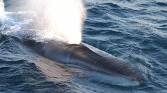 Νορβηγοί Ερευνητές Εντοπίζουν Φάλαινες μέσω Καλωδίων Οπτικών Ινών