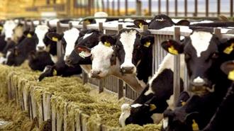 Μαζικές Σφαγές 200.000 Αγελάδων στο Όνομα της «Πράσινης Ανάπτυξης» στα Σχέδια Ιρλανδίας