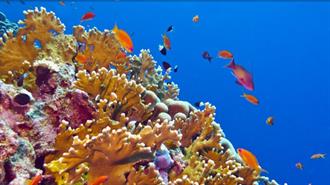45 Κράτη θα Συγκεντρώσουν $12 δισ.  για τη διάσωση των κοραλλιογενών υφάλων