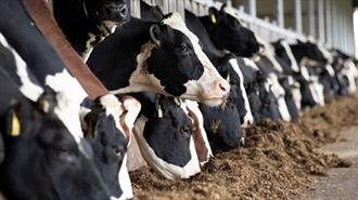 FAO: Η Kτηνοτροφία Eυθύνεται για το 12% των Eκπομπών Aερίου του Θερμοκηπίου