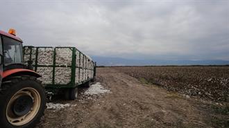 Αγρότες: «Κόκκινη Γραμμή» να Φύγει το Βαμβάκι Από τη Θεσσαλία – Η Ανησυχία για το Master Plan των Ολλανδών