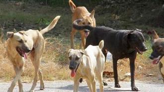 ΕΤΒΑ ΒΙ.ΠΕ Α.Ε.: Θέτει σε Εφαρμογή Ειδικό Πρόγραμμα Διαχείρισης  των Αδέσποτων Ζώων στα Επιχειρηματικά της Πάρκα