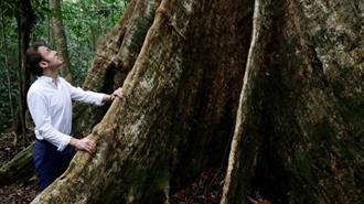 Επιστημονική Δυσπιστία Απέναντι στον Στόχο του Μακρόν για ένα Δισ. Νέα Δέντρα