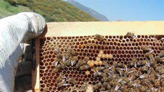 Τόνωση της μελισσοκομίας με ειδικό πρόγραμμα ύψους άνω των 60 εκ.
