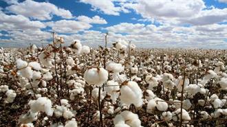 Από την Ελλάδα Προέρχεται το 80% της Παραγωγής Βάμβακος της ΕΕ