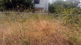 Ακαθάριστα Οικόπεδα: Τα Πρόστιμα, οι Γκρίζες Ζώνες και η Επόμενη Μέρα