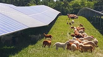 Ην. Βασίλειο -Χιλιάδες Πρόβατα για Βοσκή σε Ηλιακό Πάρκο 1 GW