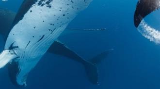 United Nations Oceans Conference Adopts Declaration to Tackle the Global Ocean Emergency
