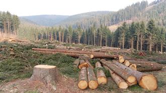 EU to Delay Anti-Deforestation Law by Another Year