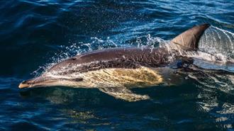 Greenpeace: Η Παγκόσμια Συνθήκη των Ωκεανών Επικυρώθηκε, Ώρα για Ουσιαστική Δράση