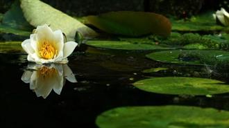 How Europe Should Avoid the Fate of Ophelia