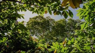 ΕΕ: Αναβάλλεται για Ένα Χρόνο η Υιοθέτηση της Νομοθεσίας για την Αποψίλωση Δασών