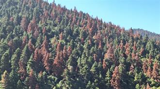 Guardian: Το Περιβαλλοντικό Ντόμινο που Απειλεί τα Ελληνικά Ελατοδάση