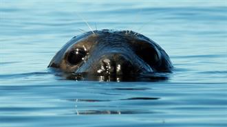 ELWIND: Ξεκινά Μελέτη για τα Θαλάσσια Θηλαστικά της Βαλτικής