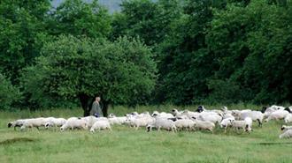 Και οι Βοσκότοποι στο Σύστημα Δικαιωμάτων για Αγροτικές Ενισχύσεις Μέσω ΚΑΠ