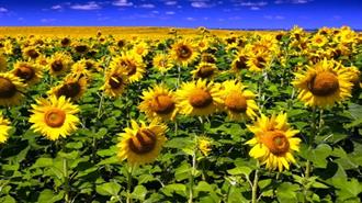 Argentina Says EU Biodiesel Tariffs Aggressive Protectionism