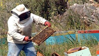 Συναγερμός για τις Δηλητηριάσεις Μελισσών Από Φυτοφάρμακα