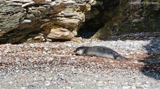 Η WWF Hellas στη Γυάρο: Γενική Καθαριότητα στο Σημαντικότερο Σπίτι της Μεσογειακής Φώκιας στη Μεσόγειο