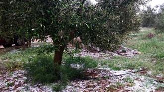 Λιβαδειά: Χαλαζόπτωση Κατέστρεψε Αμπέλια, Ελιές και Βαμβάκια που Μόλις Είχαν Φυτρώσει
