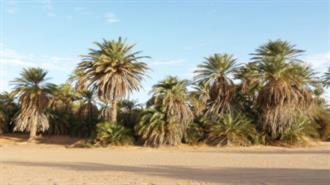 Εξαφανίζονται τα Φοινικόδεντρα στην Κύπρο;