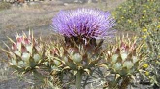 Από Αγριαγκινάρες το Νέο Βιοδιασπώμενο Πλαστικό