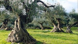 Τα Απόβλητα Γίνονται ... Λιπάσματα!