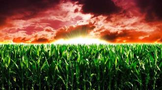 Ελληνικό «Μπλόκο» στην Καλλιέργεια Καλαμποκιού... Φρανκεστάιν