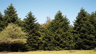 Παράταση Προθεσμίας για τις Δηλώσεις Κτηματογράφησης στην Πάρνηθα