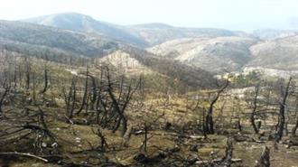 ΥΠΕΝ: Διευκρινιίσεις για τις Επιτρεπόμενες Επεμβάσεις σε Κατεστραμμένες Δασικές Εκτάσεις